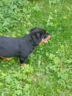 Rotweiler, Rotvajler - 4
