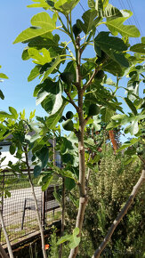 Figovník - Ficus Carica - 4