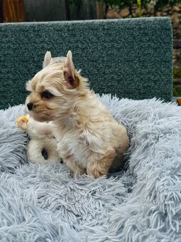 Golddust Yorkshire Terrier, Yorskshire s PP, Jork, Yorkshir - 4