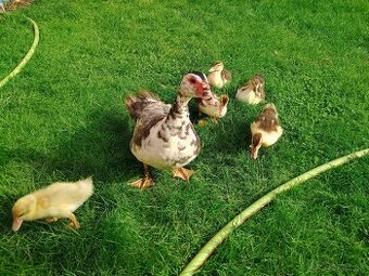 Predám čínske kačičky - 4