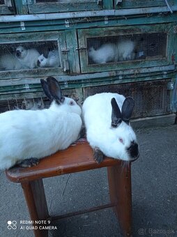 Kalifornské králiky - 4