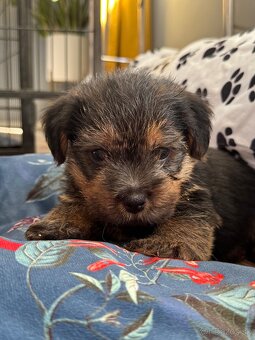 Norfolk terrier psik cierna s trieslovou : Oliver 6 tyzdnov - 4