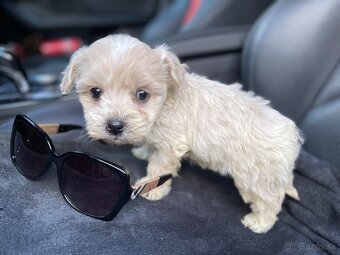 Maltipoo - 4