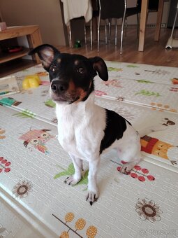 Fenka Jack Russell - 4