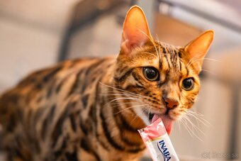 Meow Hotel - Luxusný hotel pre mačky v Piešťanoch - 4
