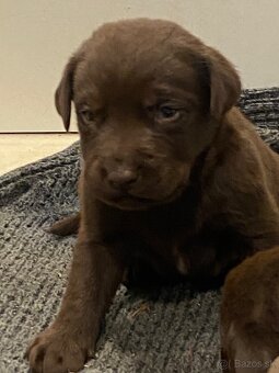 Posledný psík Čokoládového labradora šteniatko. - 4