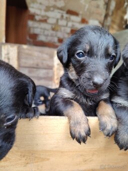 Slovenský kopov + zlatý retriever - 4