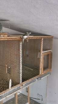 Predám kanárikov - 4