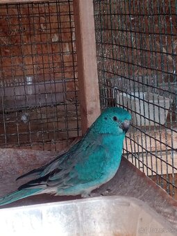 Papagaj spevavi. - 4