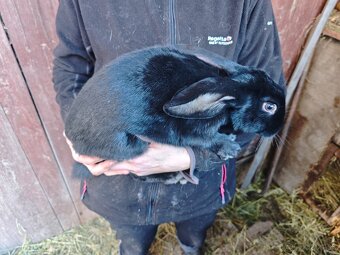 Králiky NOS a krížence - 4