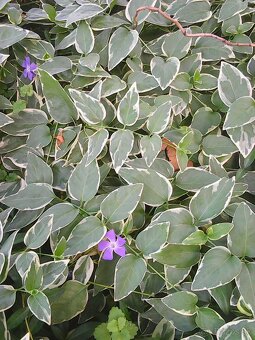 zimozelen panasovana - 4