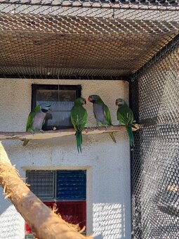 Alexander Čínsky - 4