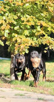 Americký mývalí pes- Black and Tan Coonhound - 4