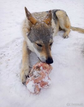 československý vlčiak - 4