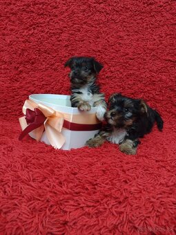 Yorkshirsky teriér, Yorkshire, York - 4