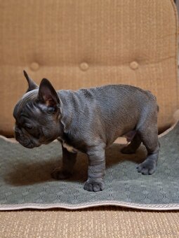 Francúzsky buldoček modrý - 4