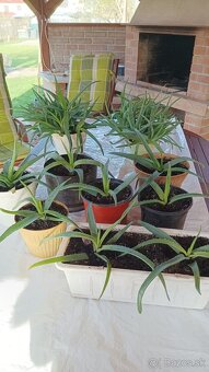 Predám Aloe Vera - 4