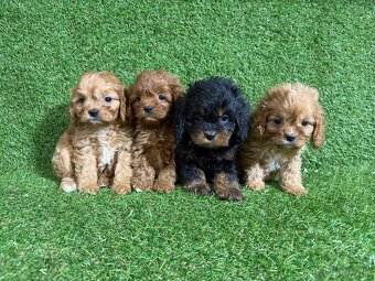 Cavapoo - 4