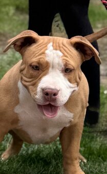 American bully - 4