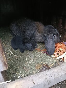 Predám králiky - 4