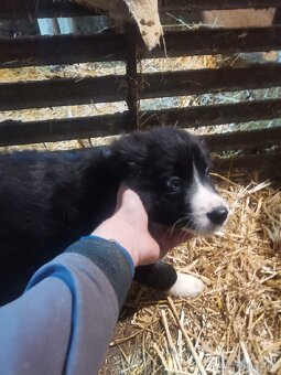 Border kólia šteniatka - 4