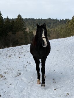 Valach s top povahou - 4