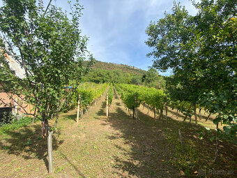 PREDAJ Nádherná vinica s chatkou, Hrušov - 4