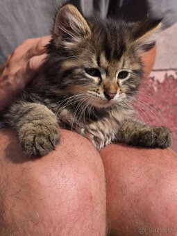 Maine coon , kríženci od Nórskeho otca - 4