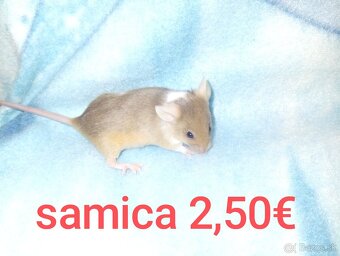 Farebné myši samice - 4