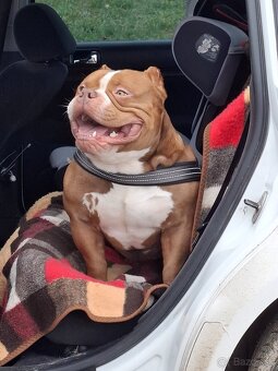 American bully pocket pp - 4