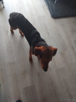 Darujem steniatko - 4