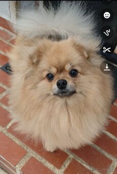 Fenka na predaj s PP - 4