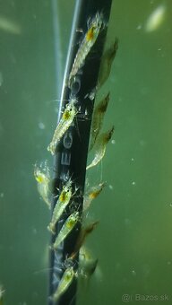 Krevetky Atyopsis Moluccensis (Bamboo Shrimp, Molucká) - 4