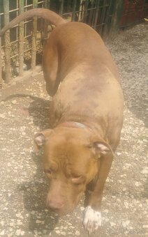 American Bully (XL) - 4