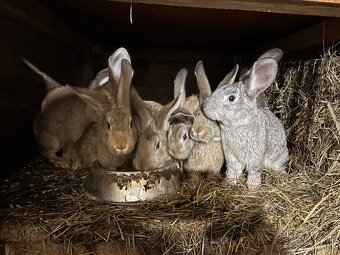 Králiky zajace - 4