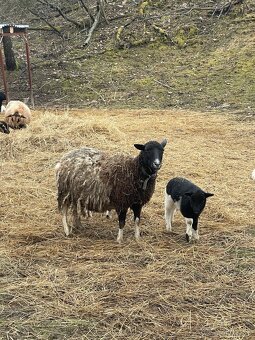 Predám ovečku s jahniatkami. - 4
