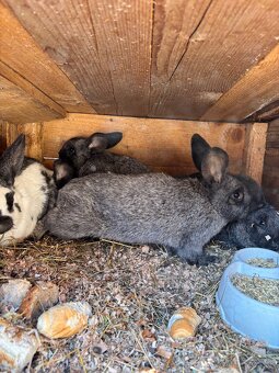 Mam napredaj kraliky oten NOS - 4