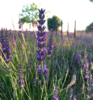 Levandula-lavande-veĺká 70cm-samozber - 4