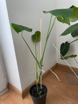 Monstera - 4