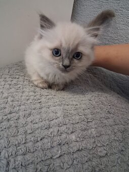 Ragdoll mačiatka na predaj - 4