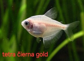 Predám akvarijné rybičky - 4