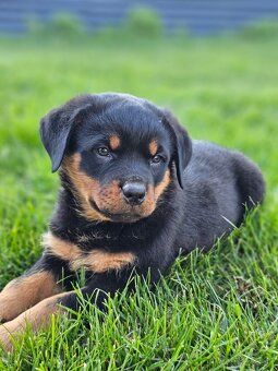 Rotvajler,rotveiler,rotvailer,rotwailer,rotweiler na predaj. - 4