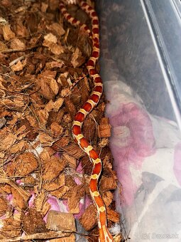 Užovka červená (Pantherophis guttatus) - 4