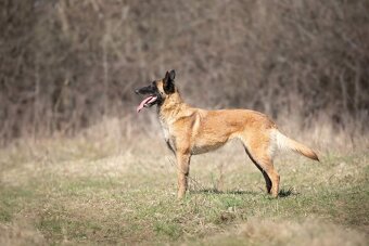 Belgický ovčiak malinois - 4