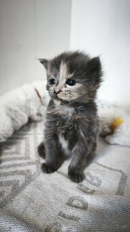 Maine coon mačička mco Mainska myvalia - 4
