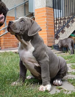 Americký stafordšírský teriér, American Bully XL - 4