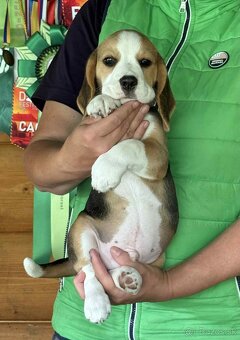 Bigel, bigl, beagle s PP - 4