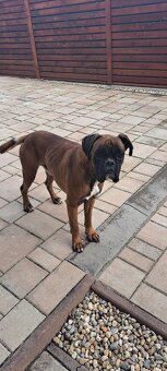 Krytie. Nemecky boxer. - 4