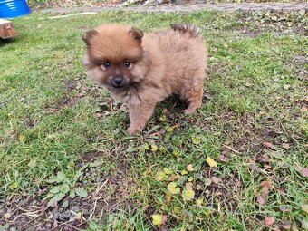 Nemecký Špic malý - 4