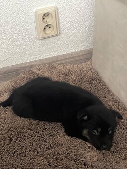 Šteniatko fenka - 4